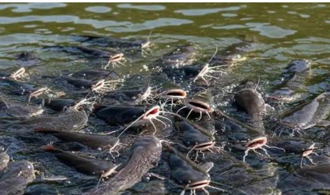 Fish feeding at the surface of the farm pond