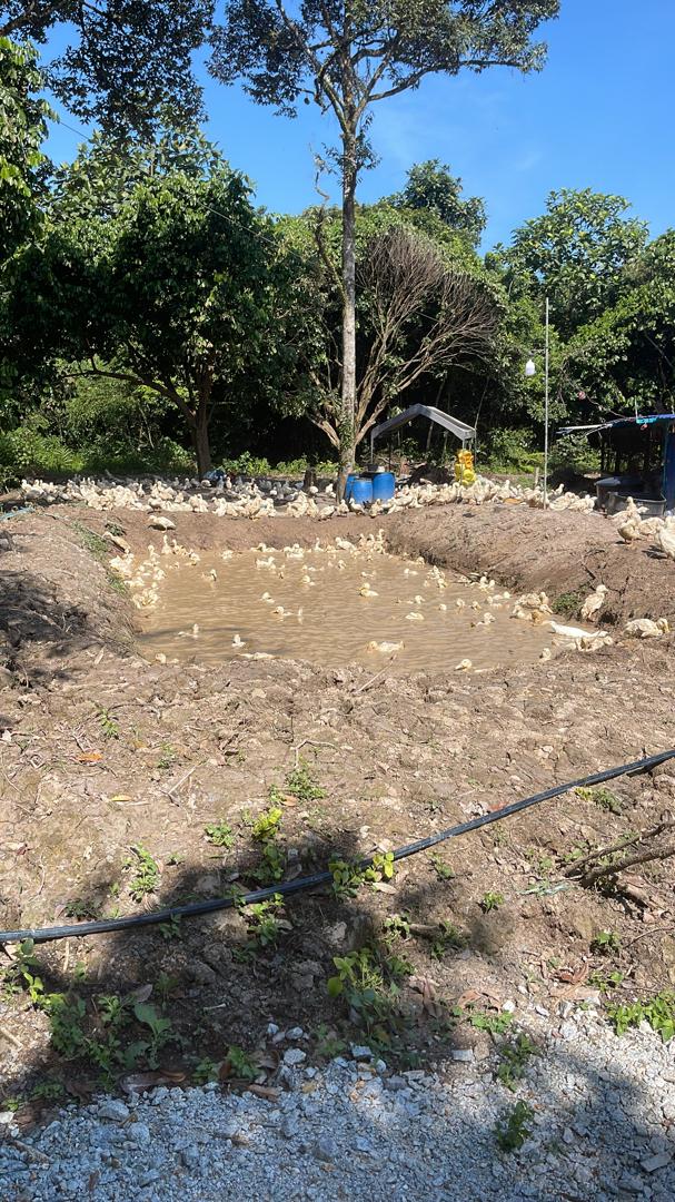 Earthen fish pond on the farm