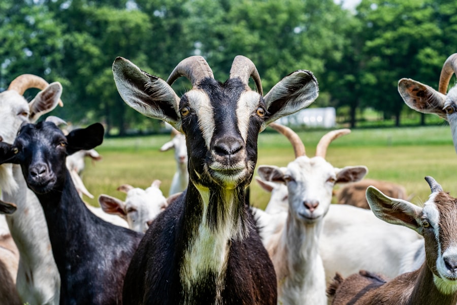 Herd of healthy goats on green pasture